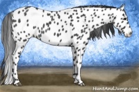 Horse Color:Blue Roan Leopard 