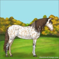 Horse Color:Bay Dun Appaloosa 