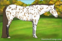 Horse Color:Buckskin Near Leopard 