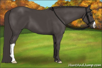 Horse Color:Smoky Black