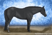 Horse Color:Black  and Black 