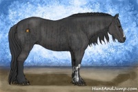 Horse Color:Black  and Black 