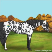 Horse Color:Black Appaloosa 