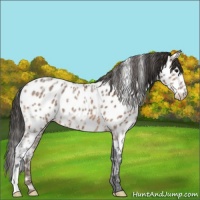 Horse Color:Bay Ice Appaloosa 