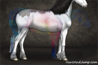 Horse Color:Gray Brown Roan Splash Rabicano 