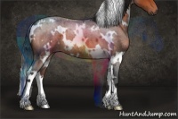 Horse Color:White Spotted Bay Roan 