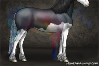 Horse Color:Black Splash