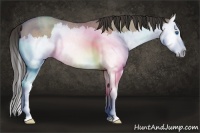 Horse Color:Sable Champagne Roan Splash 