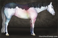 Horse Color:Blue Roan Splash