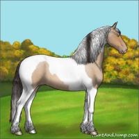 Horse Color:Amber Champagne Roan Tobiano 