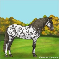 Horse Color:Smoky Black Appaloosa 