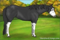 Horse Color:Black Splash Frame 