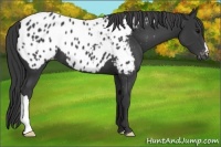 Horse Color:Black Appaloosa 