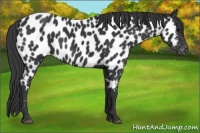 Horse Color:Black Appaloosa 