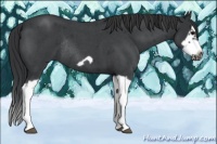 Horse Color:Blue Roan Splash Frame Rabicano 
