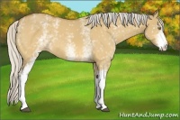 Horse Color:White Spotted Silver Buckskin Dun 