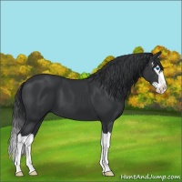 Horse Color:Black Splash