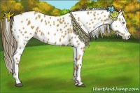Horse Color:Buckskin Appaloosa 