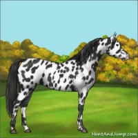 Horse Color:White Spotted Liver Chestnut Appaloosa 