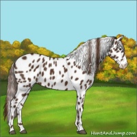 Horse Color:Liver Chestnut Appaloosa