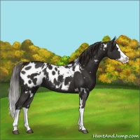 Horse Color:White Spotted Liver Chestnut Splash Blanket 