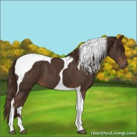 Horse Color:Liver Chestnut Tobiano 