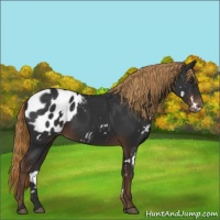 Horse Color:White Spotted Liver Chestnut Appaloosa Rabicano 