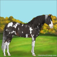Horse Color:White Spotted Liver Chestnut Splash 