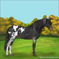 Horse Color:White Spotted Liver Chestnut Blanket 