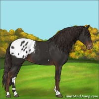 Horse Color:Liver Chestnut Appaloosa 