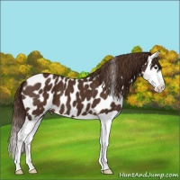 Horse Color:Liver Chestnut Splash Appaloosa 