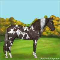 Horse Color:White Spotted Liver Chestnut