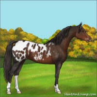 Horse Color:Liver Chestnut Appaloosa 