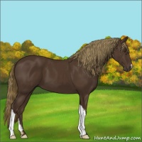 Horse Color:Liver Chestnut 