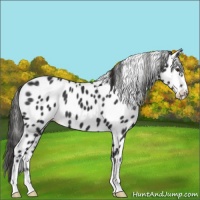 Horse Color:Liver Chestnut Sabino Appaloosa 