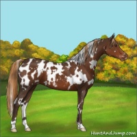 Horse Color:White Spotted Liver Chestnut Appaloosa 