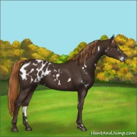 Horse Color:White Spotted Liver Chestnut Sabino Blanket 