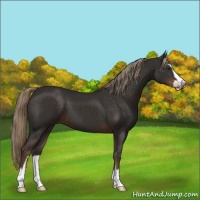 Horse Color:Liver Chestnut Sabino 