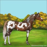 Horse Color:White Spotted Liver Chestnut 