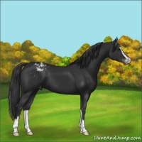 Horse Color:Liver Chestnut Sabino Appaloosa 