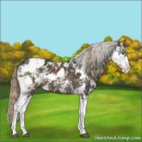 Horse Color:Liver Chestnut Sabino 