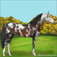 Horse Color:White Spotted Liver Chestnut Sabino 