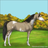 Horse Color:Liver Red Dun Sabino Appaloosa 