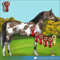 Horse Color:White Spotted Liver Red Dun 