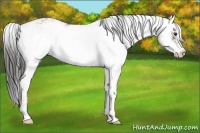 Horse Color:Liver Red Dun Sabino Varnish 