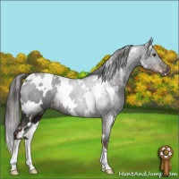 Horse Color:White Spotted Liver Chestnut 