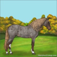 Horse Color:Liver Red Roan 