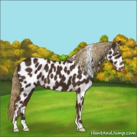 Horse Color:Liver Chestnut Leopard 