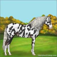 Horse Color:Liver Chestnut Mushroom Sabino Near Leopard 