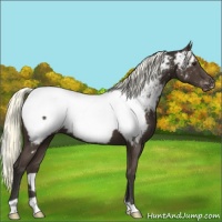 Horse Color:Liver Chestnut Appaloosa